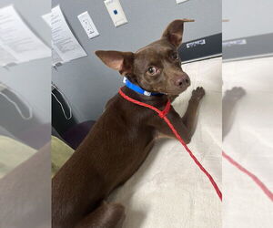 Chihuahua-Unknown Mix Dogs for adoption in Las Vegas, NV, USA