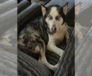 Huskies -Unknown Mix Dogs for adoption in San Antonio, TX, USA