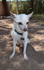 Chiranian Dogs for adoption in Phoenix, AZ, USA