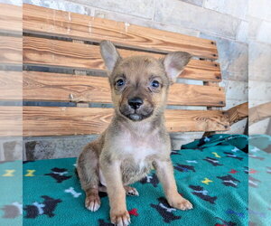 Chihuahua-Unknown Mix Dogs for adoption in Chico, CA, USA