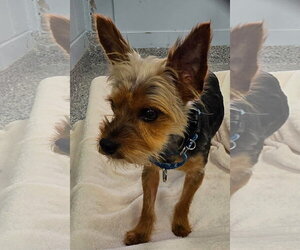 Mutt Dogs for adoption in Manahawkin, NJ, USA