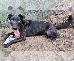Mutt Dogs for adoption in Melrose, FL, USA