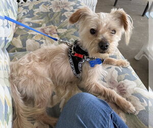 Silky Terrier-Unknown Mix Dogs for adoption in Mundelein, IL, USA