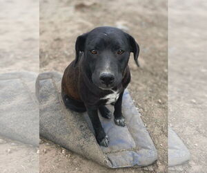 Labrador Retriever-Unknown Mix Dogs for adoption in Tracy City, TN, USA