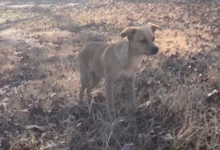 Chihuahua-Unknown Mix Dogs for adoption in Coppell, TX, USA