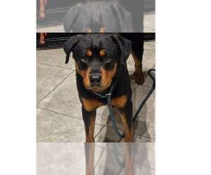 Rottweiler Dogs for adoption in Gilbert, AZ, USA