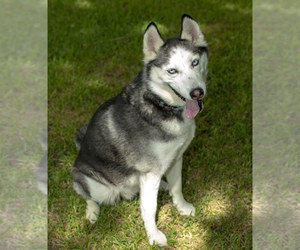 Alaskan Husky Dogs for adoption in Santa Fe, TX, USA