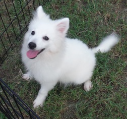 American Eskimo Dog Dogs for adoption in Commerce, GA, USA