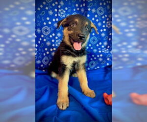 Australian Kelpie-Unknown Mix Dogs for adoption in Pleasanton, TX, USA