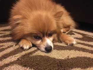 Pomeranian Dogs for adoption in Knoxville, TN, USA