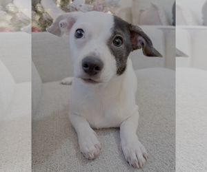 Boston Huahua Dogs for adoption in Bellevue, WA, USA