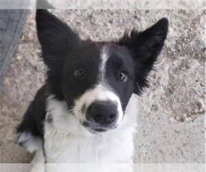 Border Collie Dogs for adoption in Diamondville, WY, USA