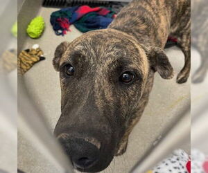 Mutt Dogs for adoption in Las Vegas, NV, USA