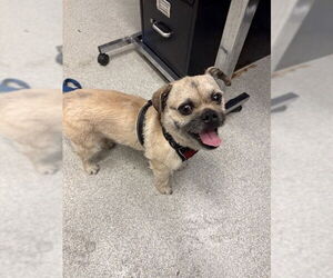 Chug Dogs for adoption in Alameda, CA, USA