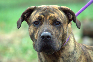 Mastador Dogs for adoption in Sparta, TN, USA