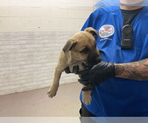 German Shepherd Dog Dogs for adoption in San Bernardino, CA, USA