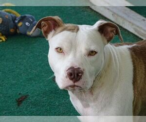 Small American Staffordshire Terrier