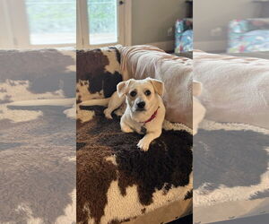 Beagle-Unknown Mix Dogs for adoption in Holly Springs, NC, USA