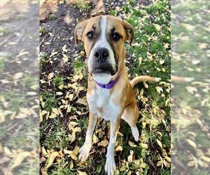 Siberian Husky-Unknown Mix Dogs for adoption in Denver, CO, USA