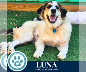 Great Pyrenees-Unknown Mix Dogs for adoption in Kimberton, PA, USA