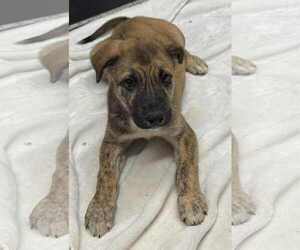 Collie-German Shepherd Dog Mix Dogs for adoption in Mechanicsburg, PA, USA