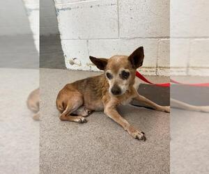 Chihuahua Dogs for adoption in San Bernardino, CA, USA