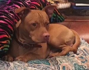 Small American Pit Bull Terrier-Dachshund Mix