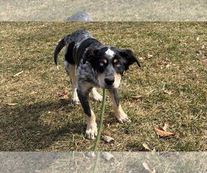 Mutt Dogs for adoption in Garden City, NY, USA