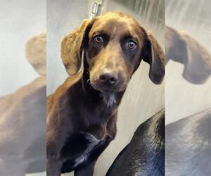 Labrador Retriever-Unknown Mix Dogs for adoption in San Antonio, TX, USA