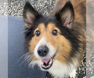 Mutt Dogs for adoption in Dublin, OH, USA