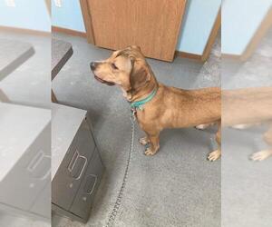 Mastiff-Unknown Mix Dogs for adoption in Fenton, MO, USA