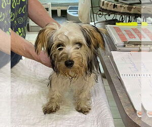 Mutt Dogs for adoption in Benton, LA, USA