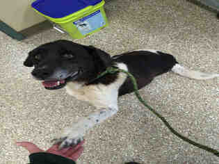German Shorthaired Pointer Dogs for adoption in Clyde, NC, USA