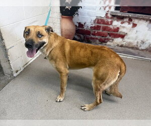 German Shepherd Dog-Unknown Mix Dogs for adoption in San Bernardino, CA, USA