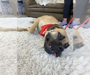 Mastiff Dogs for adoption in Goodyear, AZ, USA