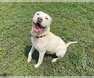 Chinese Shar-Pei-Labrador Retriever Mix Dogs for adoption in Ocala, FL, USA