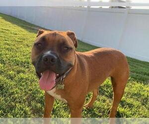 Bullboxer Pit Dogs for adoption in COLUMBIA, MD, USA