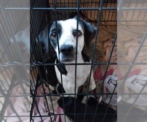 Beagle-Miniature Bull Terrier Mix Dogs for adoption in Atlanta, GA, USA