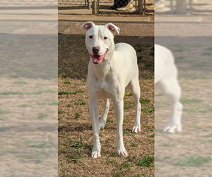 Medium Photo #1 Labrador Retriever-Unknown Mix Puppy For Sale in Plano, TX, USA