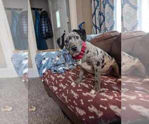 Catahoula Leopard Dog-Unknown Mix Dogs for adoption in Minneapolis, MN, USA