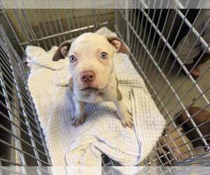 Mutt Dogs for adoption in Tulsa, OK, USA