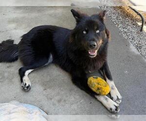 Siberian Husky-Unknown Mix Dogs for adoption in Santa Rosa, CA, USA