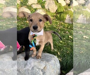 Collie-Labrador Retriever Mix Dogs for adoption in Sandy, UT, USA