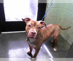 American Pit Bull Terrier Dogs for adoption in Tulsa, OK, USA