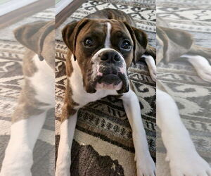 Boxer Dogs for adoption in Dumont, NJ, USA