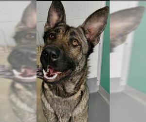 German Shepherd Dog-Unknown Mix Dogs for adoption in Visalia, CA, USA