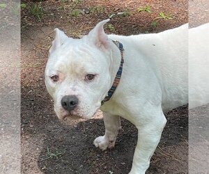 American Bulldog Dogs for adoption in Columbia, SC, USA