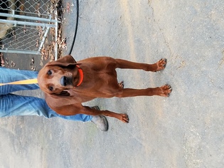 Redbone Coonhound Dogs for adoption in Blairsville, GA, USA