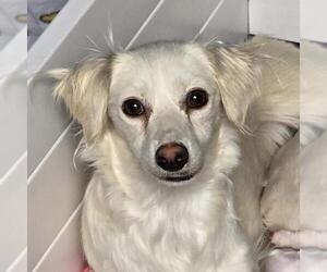 Colonial Cocker Spaniel-Poodle (Miniature) Mix Dogs for adoption in San Diego, CA, USA