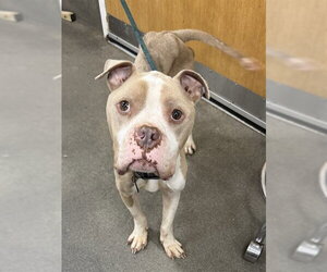 Mutt Dogs for adoption in Forestville, MD, USA